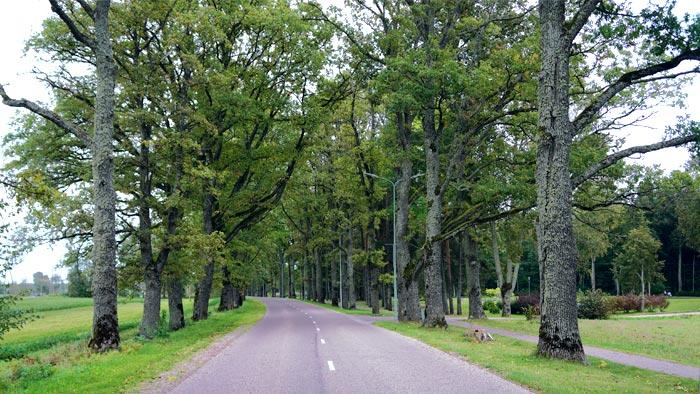 Dikļu muižas aleja