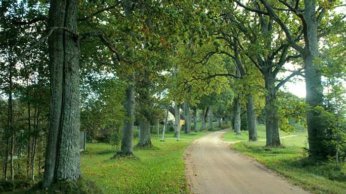 Vērenes muižas aleja