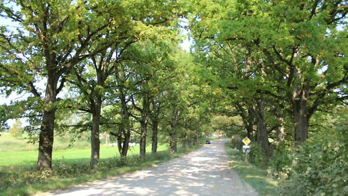 Lielauces ozolu aleja