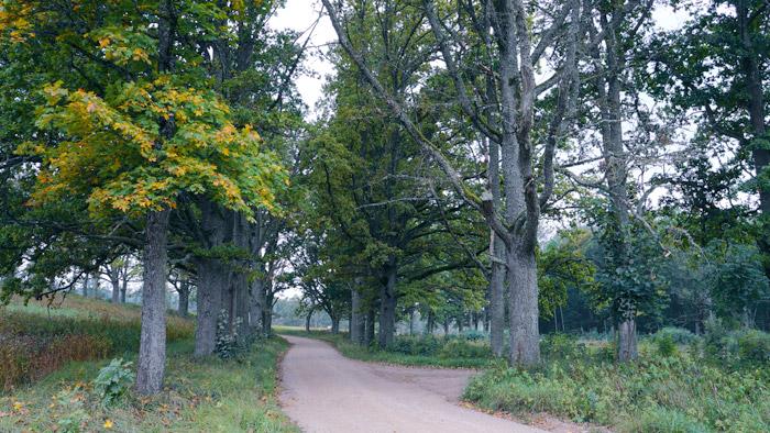 Rāceņmuižas alejas