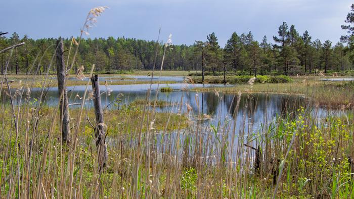 Dabiskotie kūdras karjeri Ķemeru tīrelī