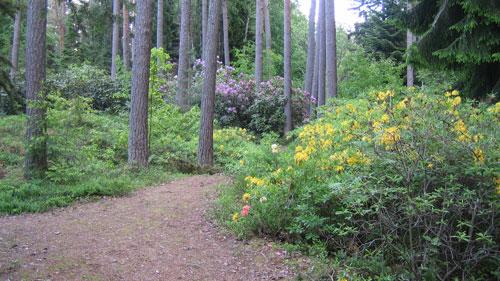 Lāčupes dendroloģiskie stādījumi