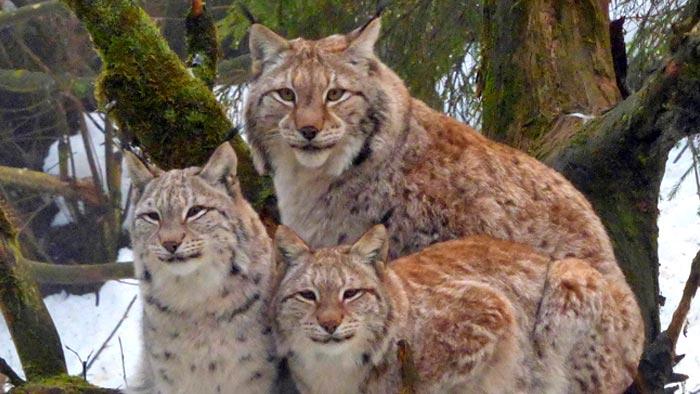 Līgatnes dabas takas