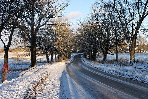 Lielauces ozolu aleja