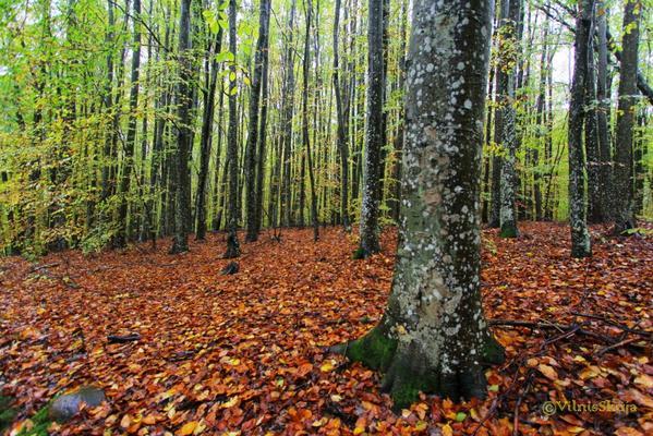 Luknes skābaržu audze