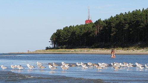 Ragaciema rags un bāka