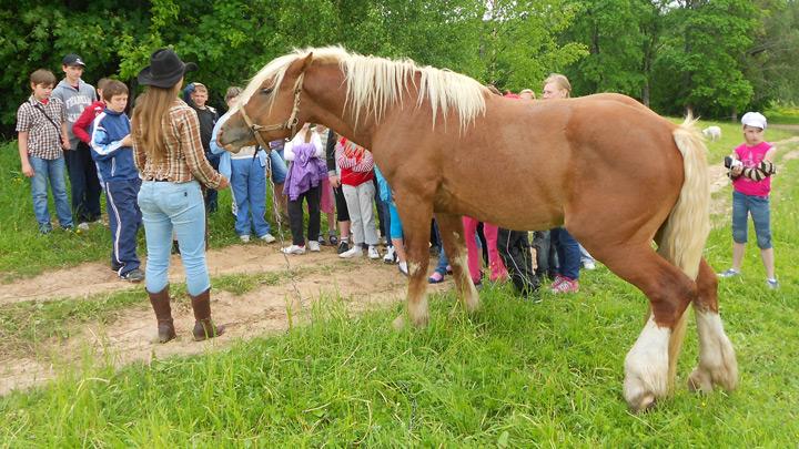 Rudo kumeļu pauguri