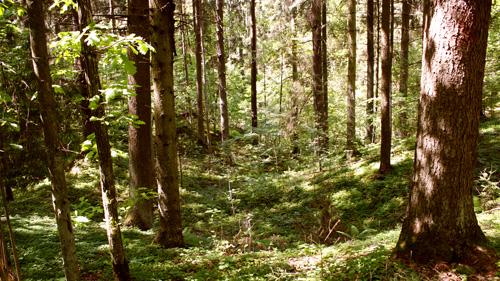 Skaistkalnes karsta kritenes