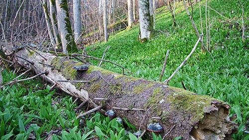 Šlīteres Zilie kalni