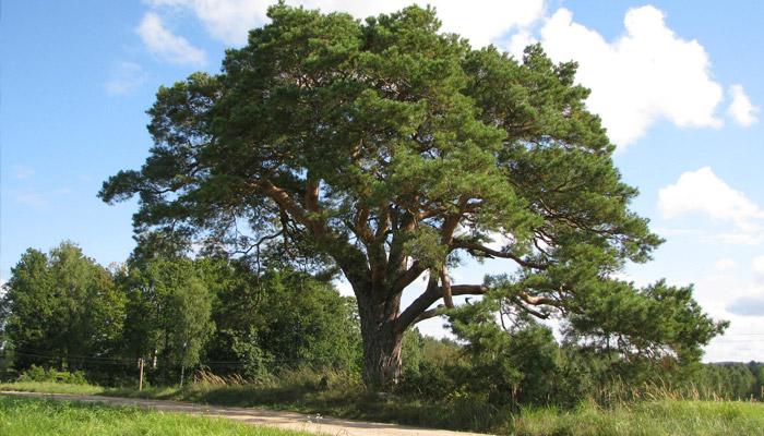 Zviedru priede Āraišos