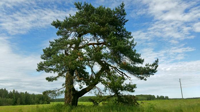 Zviedru priede Vaidavā