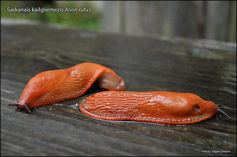 2012. gada dabas simboli