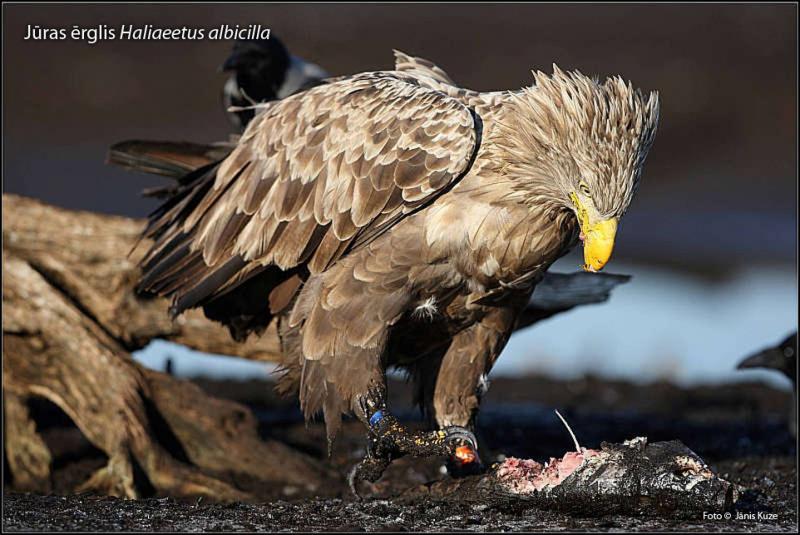 2012. gada dabas simboli