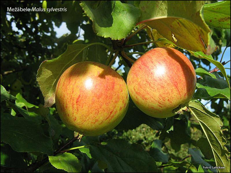 2012. gada dabas simboli