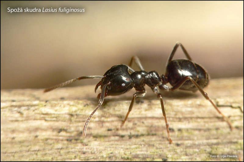 2012. gada dabas simboli