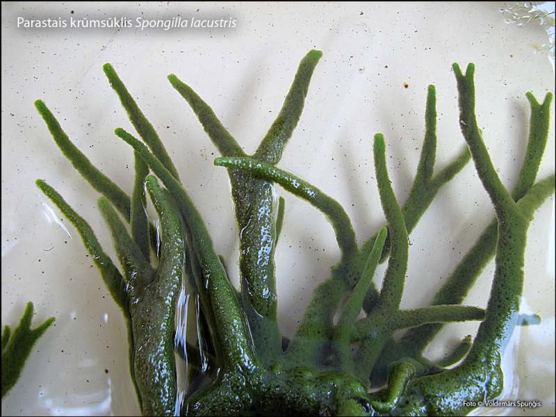 2012. gada dabas simboli