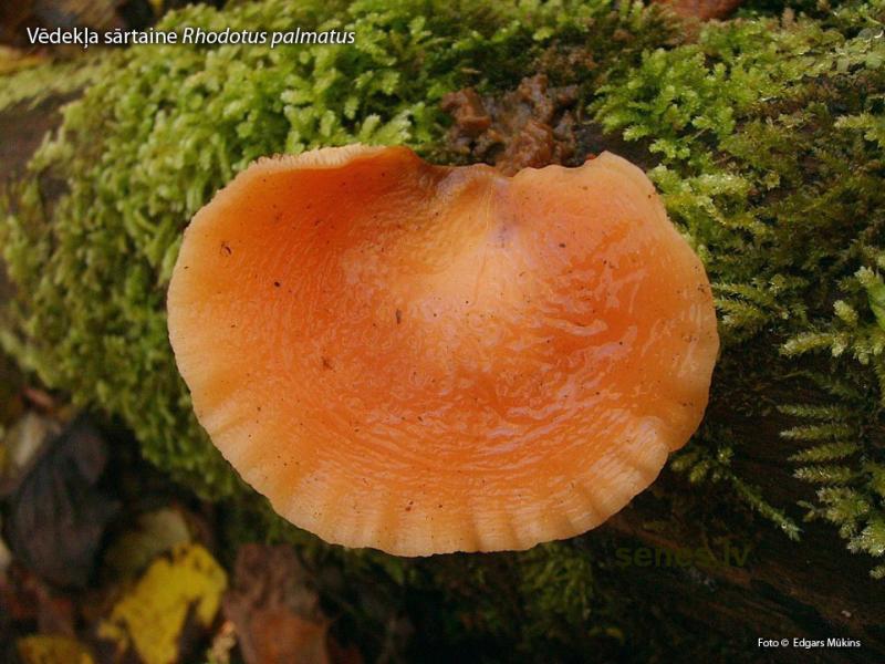 2012. gada dabas simboli