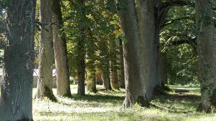 Stelpes “Timuki” dendroloģiskie stādījumi