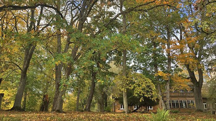Tukuma “Lauksargu” dendroloģiskie stādījumi