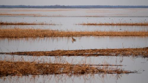 Lubāna mitrājs - Teritorija