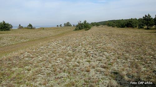 Pāvilostas pelēkā kāpa