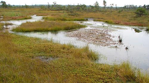 Stiklu purvi - Teritorija