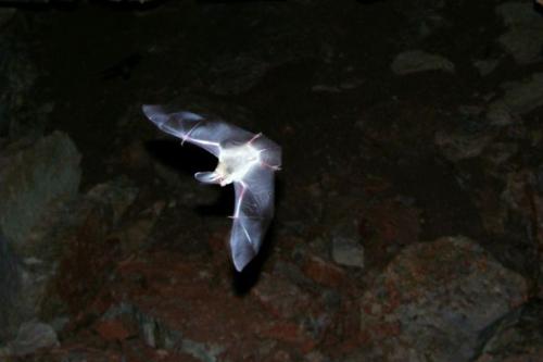 Sikspārņi Ķemeru parkā