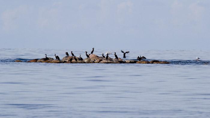 Krauju akmeņu saliņa