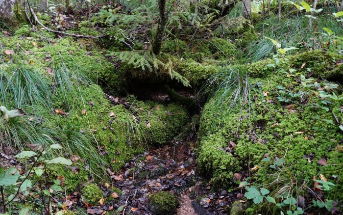 Zīlēnu saldūdens kaļķiežu iegula