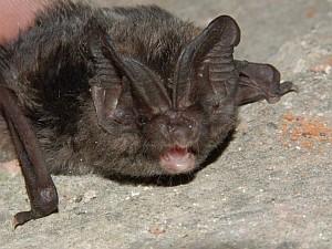 2011. gada dabas simboli