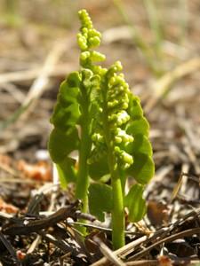 2011. gada dabas simboli