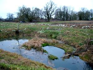 2011. gada dabas simboli