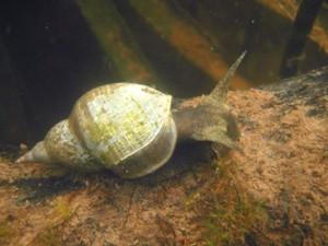 2011. gada dabas simboli