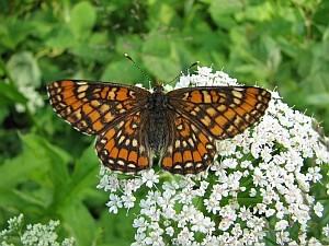 2011. gada dabas simboli