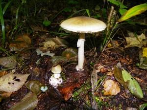 2011. gada dabas simboli