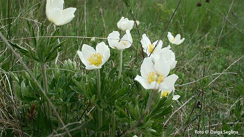 2012. gada dabas simboli