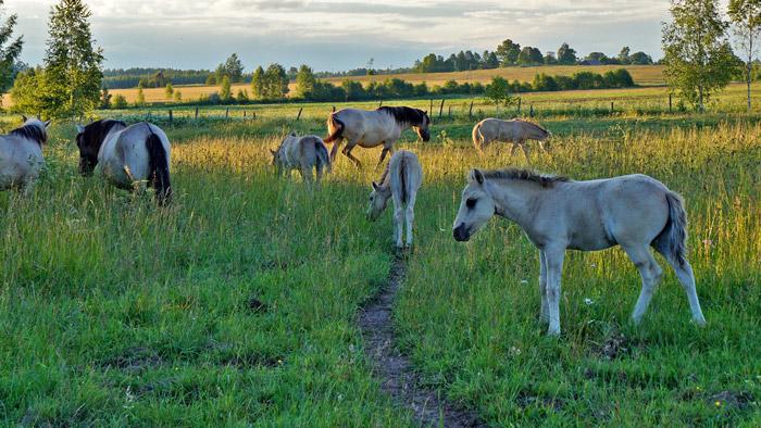 Jēču dzirnavu taka