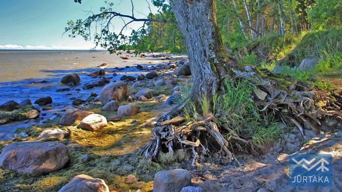 Jūrtaka 17. Ģipka - Kaltene