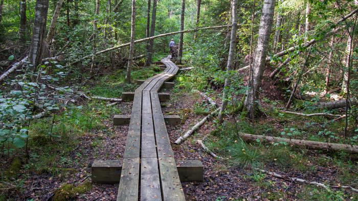 Kaņiera pilskalna taka