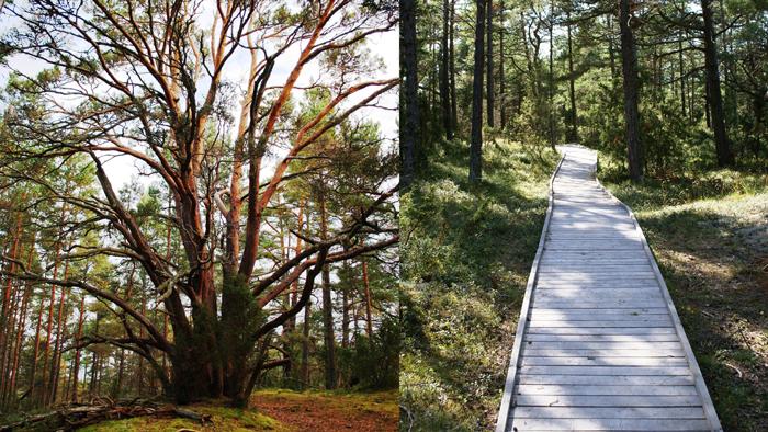 Kolkasraga priežu taka