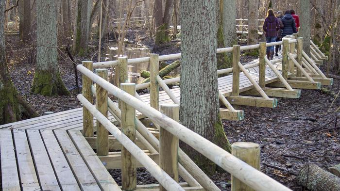 Melnalkšņu dumbrāja laipa