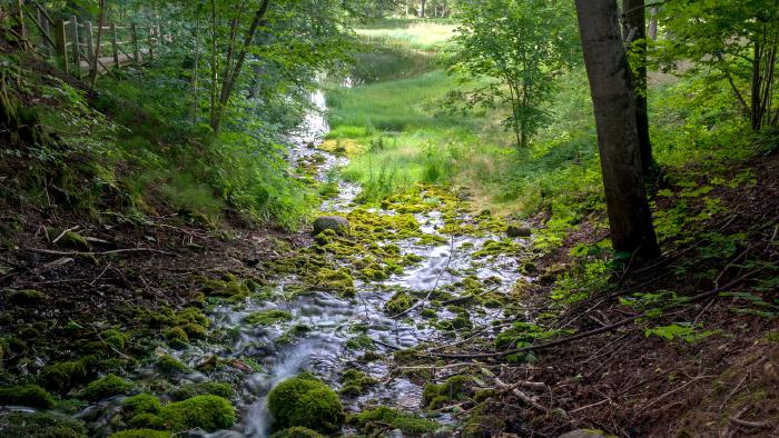 Mežmuižas avotu taka