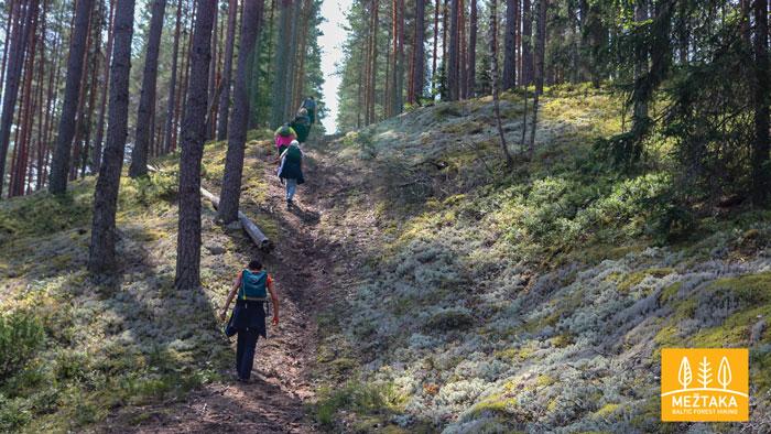 Mežtaka LV 11. Spicu tilts - Zaķi