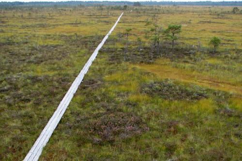 Vasenieku purva taka