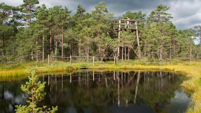 Niedrāju-Pilkas purva tornis