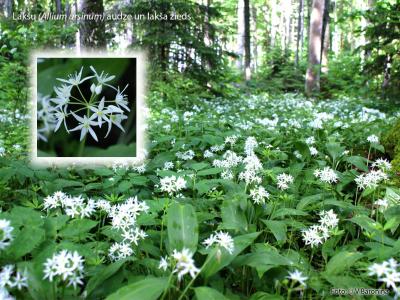 2014. gada dabas simboli