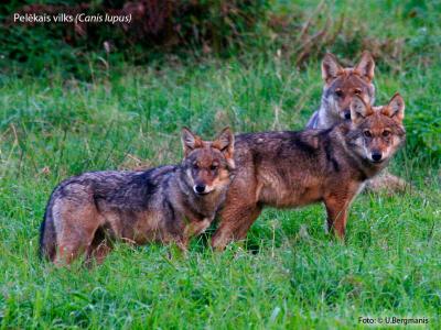 2014. gada dabas simboli