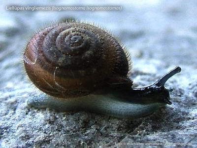 2014. gada dabas simboli