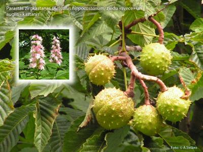 2014. gada dabas simboli