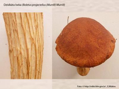 2014. gada dabas simboli